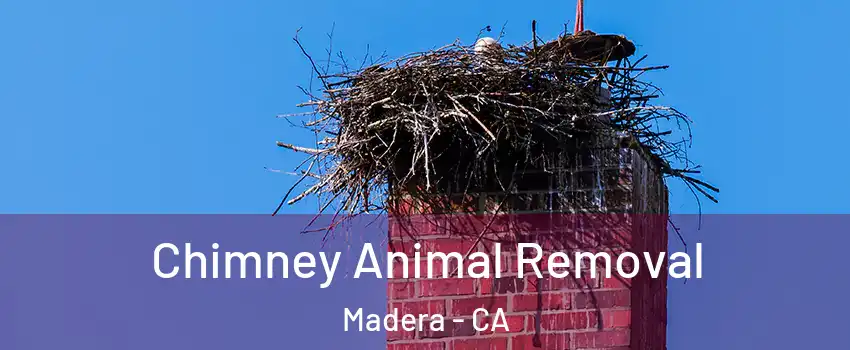  Chimney Animal Removal Madera - CA
