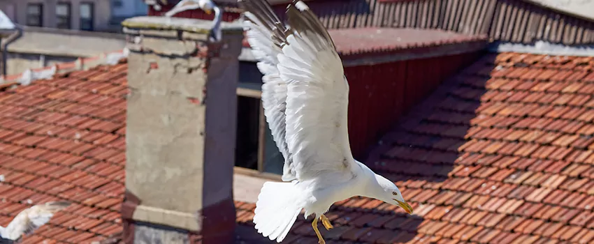 Residential Chimney Animal Removal Solution in Madera, CA