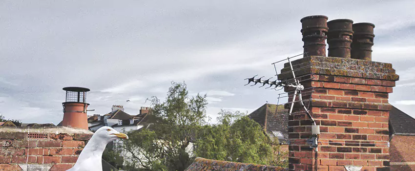 Chimney Cleaning And Restoration in Madera, California